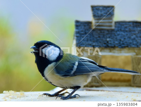 冬の庭。餌台で食事をするシジュウカラ。 冬の庭。餌台で食事をするシジュウカラ。 135983804