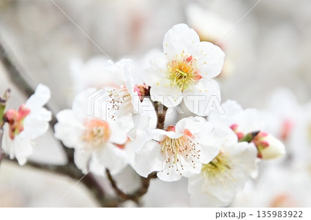 白い梅の花のクローズアップ 白い梅の花のクローズアップ 135983922