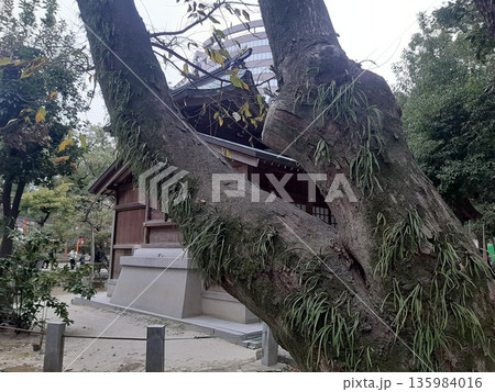 樹木の緑 緑 木 樹木の緑 緑 木 135984016