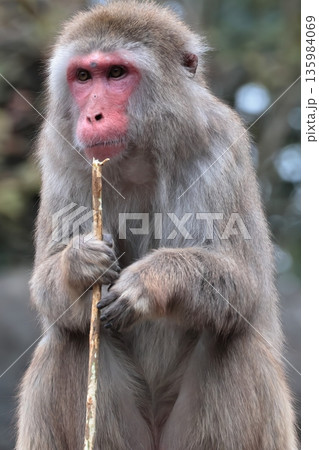 サル 135984069