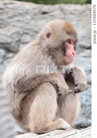 サル 135984070
