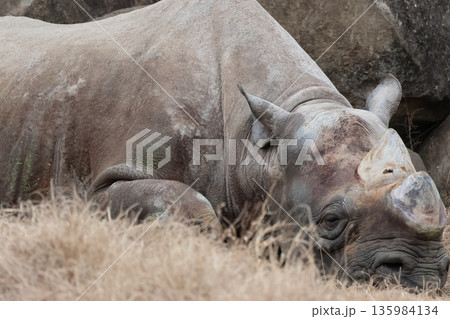 ヒガシクロサイ 135984134