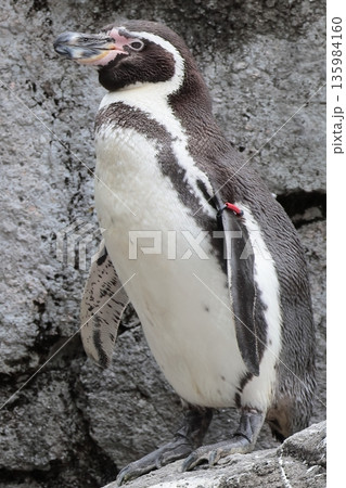 フンボルトペンギン フンボルトペンギン 135984160
