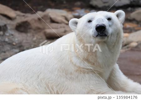 ホッキョクグマ ホッキョクグマ 135984176