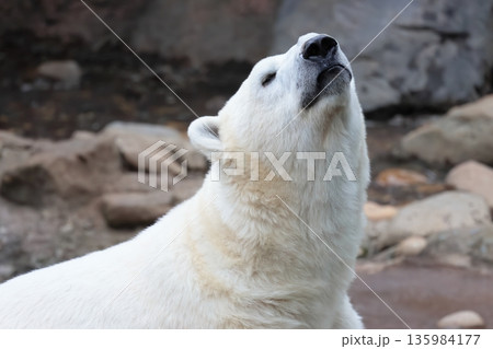 ホッキョクグマ 135984177