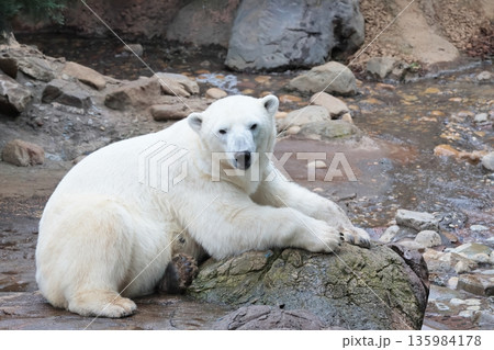 ホッキョクグマ ホッキョクグマ 135984178