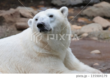 ホッキョクグマ 135984179