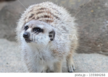 ミーアキャット 135984268