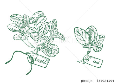 Fresh basil herb bunches with labels illustrated in vintage botanical style 135984394