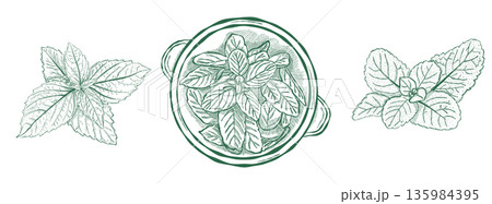 Fresh mint leaves and bunch in bowl illustrated in vintage botanical style Fresh mint leaves and bunch in bowl illustrated in vintage botanical style 135984395