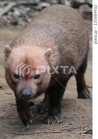 ヤブイヌ 135984432