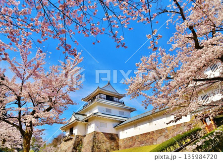 満開に咲く長岡城の桜 満開に咲く長岡城の桜 135984720
