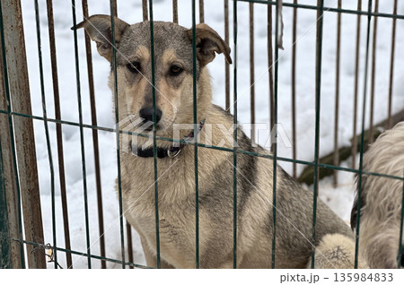 Dogs in animal shelter outdoor in winter. Dog waits sadly in a shelter cage, representing vulnerability and hope Dogs in animal shelter outdoor in winter. Dog waits sadly in a shelter cage, representing vulnerability and hope 135984833