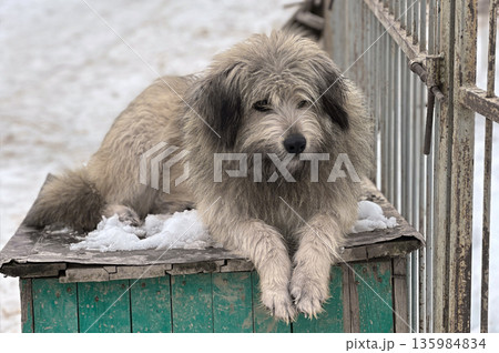 Dogs in animal shelter outdoor in winter. Dog waits sadly in a shelter cage, representing vulnerability and hope Dogs in animal shelter outdoor in winter. Dog waits sadly in a shelter cage, representing vulnerability and hope 135984834