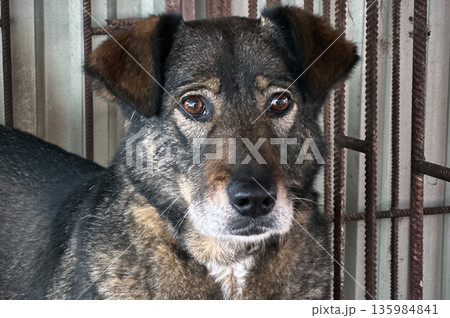 Dogs in animal shelter outdoor in winter. Dog waits sadly in a shelter cage, representing vulnerability and hope 135984841