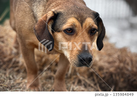 Dogs in animal shelter outdoor in winter. Dog waits sadly in a shelter cage, representing vulnerability and hope 135984849