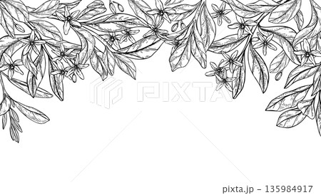 Monochrome vector blooming citrus flowers, buds, leaves on branch isolated horizontal border. Etching drawing of lemon, mandarin orange blossoms frame for organic cosmetics, herbal tea label 135984917