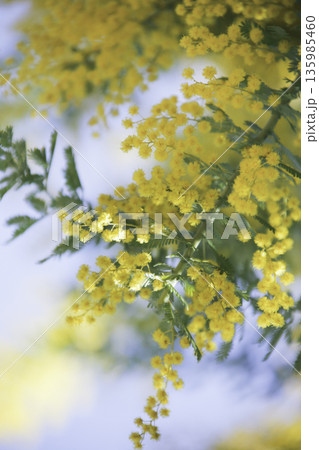 春の光に透けるミモザ 透明感のある花背景 135985460