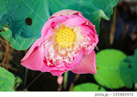 蓮の花 蓮の花 135985472