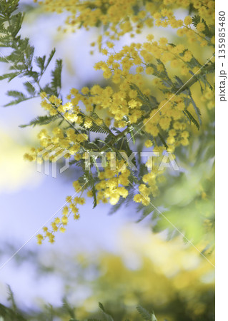 春の光に透けるミモザ 余白たっぷりの花背景 135985480