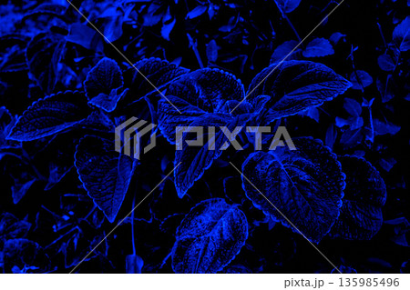 Evening dark blue shadows leaves background Evening dark blue shadows leaves background 135985496