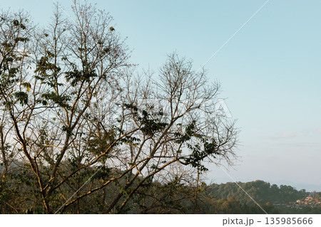 Doi Pang Khon in Chiang Rai, Thailand 135985666