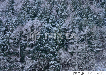 雪化粧した森 雪化粧した森 135985709