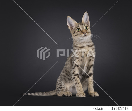 Brown cat on black background 135985718