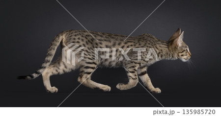 Brown cat on black background 135985720
