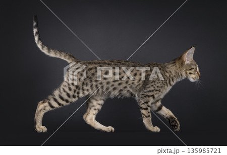 Brown cat on black background Brown cat on black background 135985721