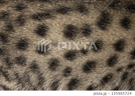 Spotted cat fur pattern creating natural texture background 135985724