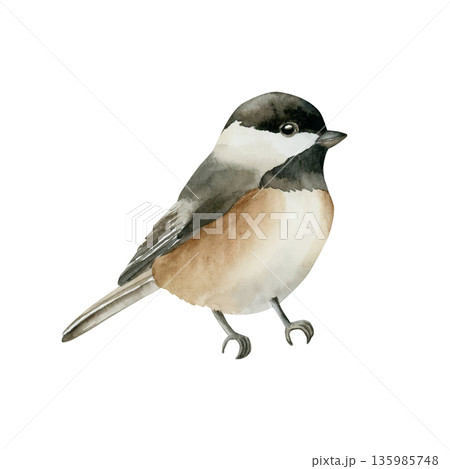 Black capped Chickadee Sitting Bird. Watercolor hand drawn illustration isolated on white background for Easter decor spring design cottagecore rustic card poster print home textile postcard 135985748