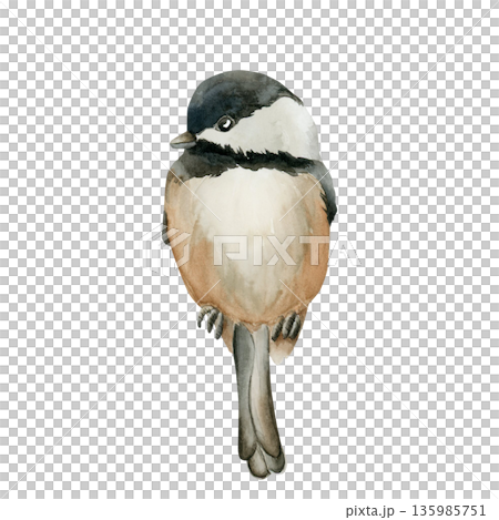 Black capped Chickadee Sitting Bird. Watercolor hand drawn illustration isolated on white background for Easter decor spring design cottagecore rustic card poster print home textile postcard Black capped Chickadee Sitting Bird. Watercolor hand drawn illustration isolated on white background for Easter decor spring design cottagecore rustic card poster print home textile postcard 135985751