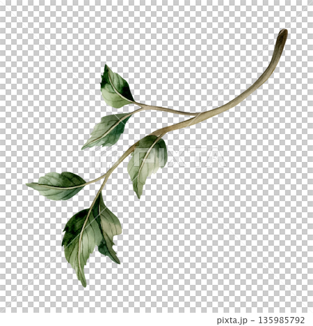 Branch with leaves. Watercolor floral illustration hand painted isolated on white background rural style for Easter design element cottagecore poster botanical card postcard print textile home decor 135985792