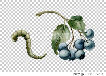 Blue berries branch with catterpillar. Watercolor floral illustration hand painted isolated on white background rural style for Easter design cottagecore poster botanical card print textile home decor 135985794