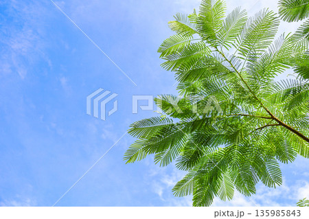 シダの葉と青空の広がる風景 135985843