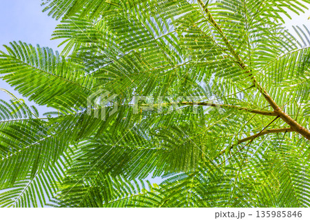 シダの葉と青空の広がる風景 135985846