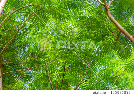 シダの葉が広がる風景 135985855