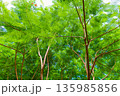 シダの葉が広がる風景 135985856