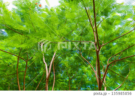 シダの葉が広がる風景 シダの葉が広がる風景 135985856