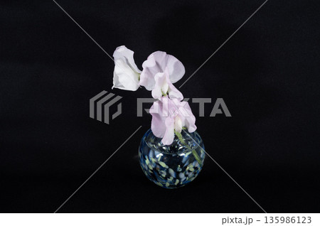 黒背景で寒色ガラスの一輪挿しのスイートピー(中配置) 135986123