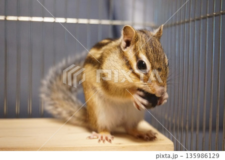 ブルーベリーを食べるシマリス 135986129