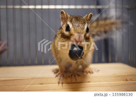 ブルーベリーを咥えるシマリス ブルーベリーを咥えるシマリス 135986130