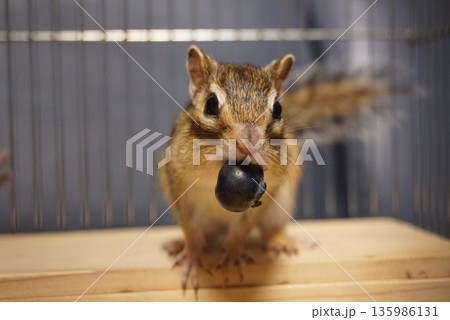 ブルーベリーを咥えるシマリス ブルーベリーを咥えるシマリス 135986131