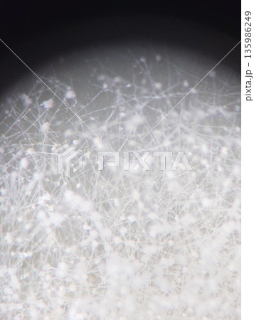 雪の結晶のように見えるカビの胞子 135986249
