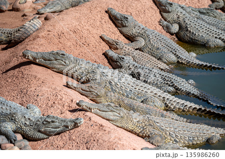 Crocodiles sunbathing on the shore in a Moroccan wildlife reserve during midday Crocodiles sunbathing on the shore in a Moroccan wildlife reserve during midday 135986260