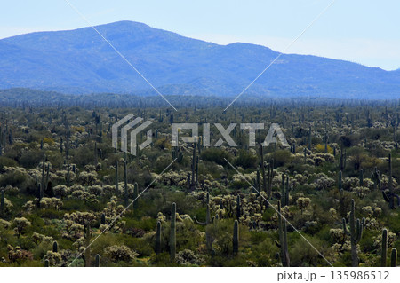 Landscape Sonoran Desert Arizona 135986512