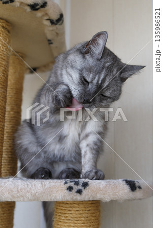 A beautiful gray and white cat with yellow eyes sits on a cat play complex and licks itself. Scottish Straight breed, black smoke color. Without people. Selective focus, close-up. A beautiful gray and white cat with yellow eyes sits on a cat play complex and licks itself. Scottish Straight breed, black smoke color. Without people. Selective focus, close-up. 135986521