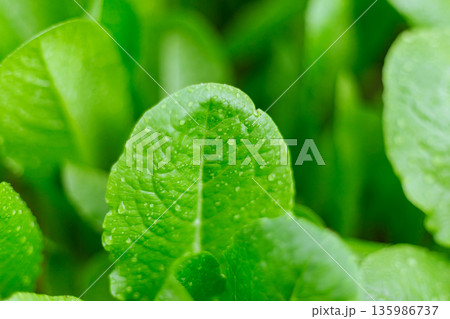 Fresh green cos lettuce salad plant in garden. 135986737