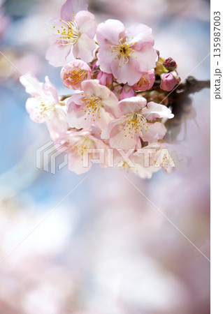 前ボケに包まれた桜の花 透明感パステル背景（縦） 135987003
